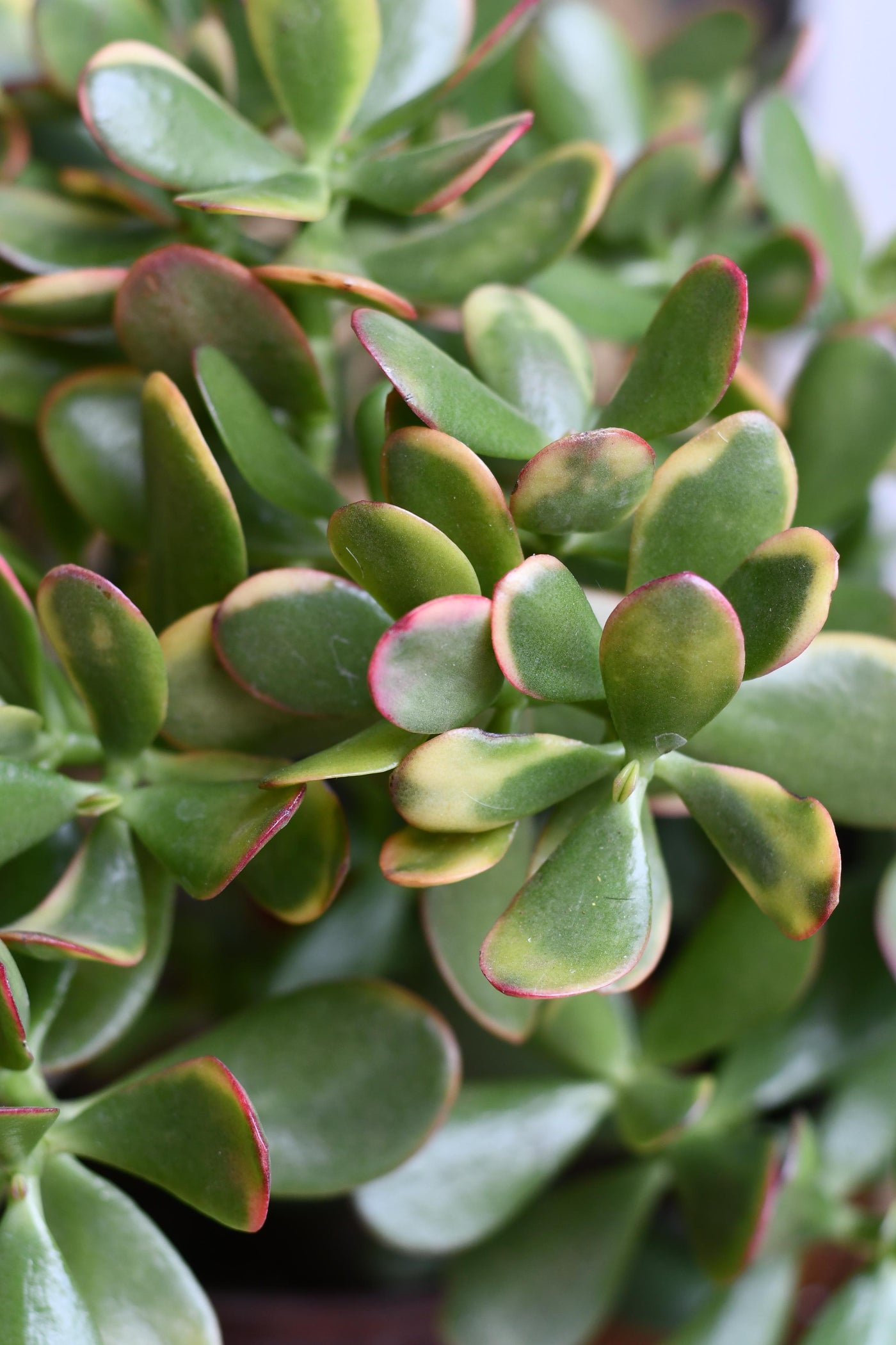 Crassula Ovata Hummels Sunset