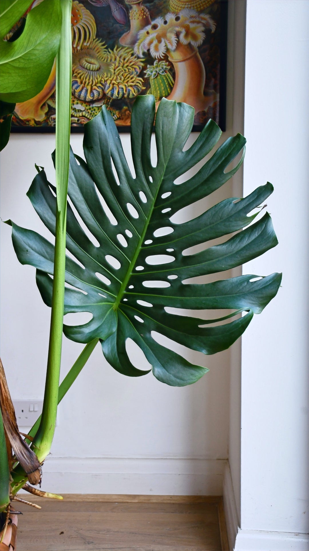 big leaf monstera plant XL Monstera Deliciosa | Large Form Leaf