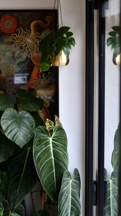 Philodendron Scandens and Atsu Brass hanging planter