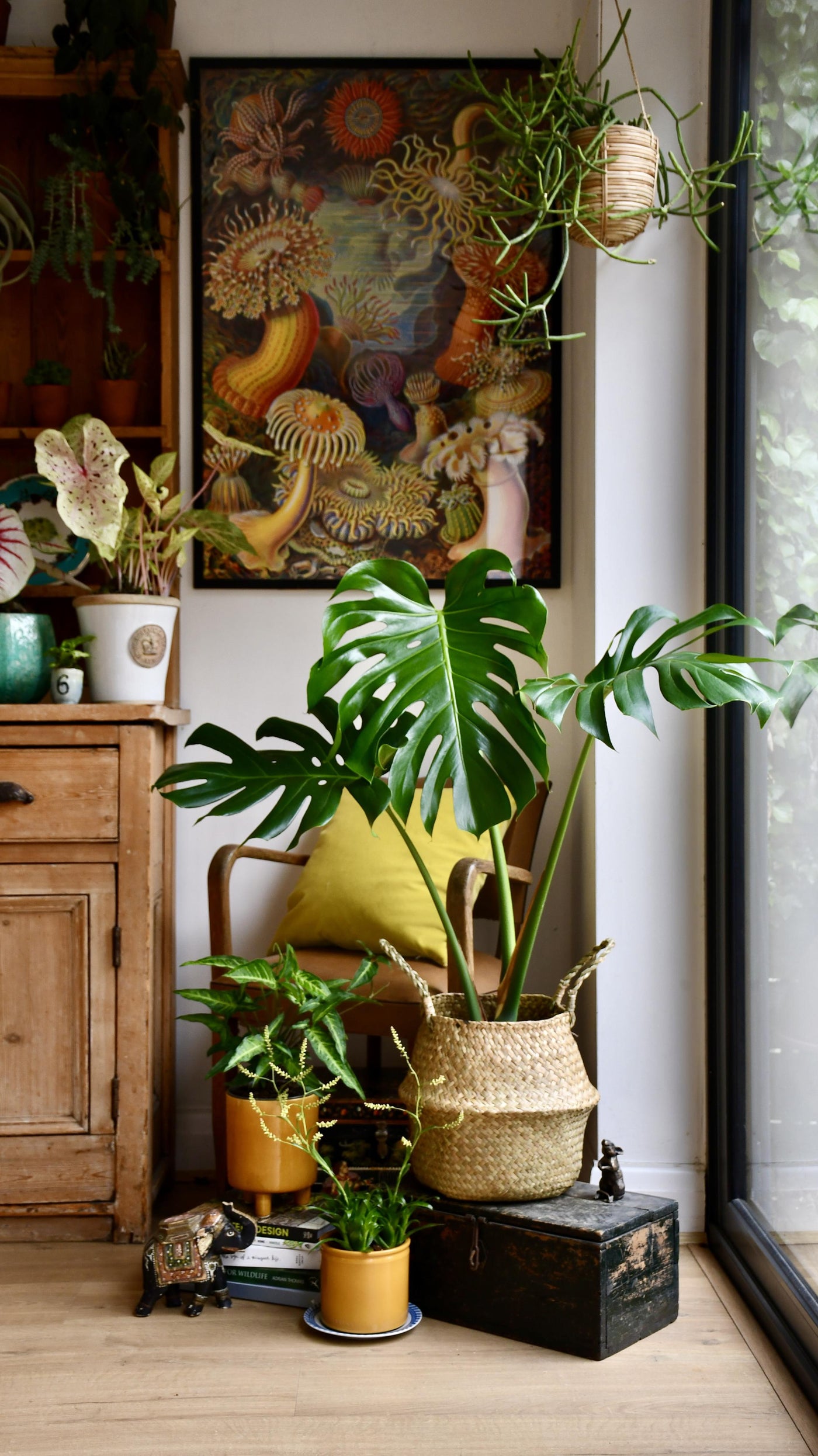 Medium Monstera Deliciosa (Elegant Stem Form)