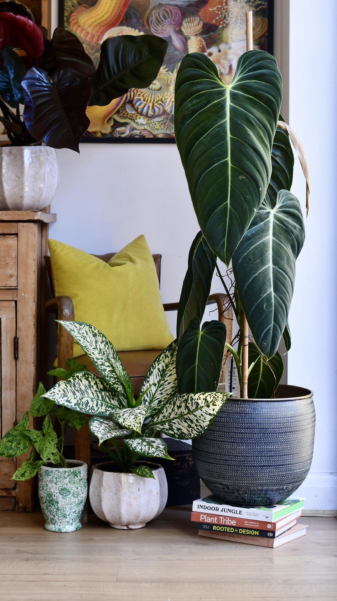 indoor jungle philodendron Extra Large Philodendron Melanochrysum – Happy Houseplants
