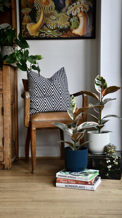 Ficus Elastica 'Belize' - Variegated Rubber Plant