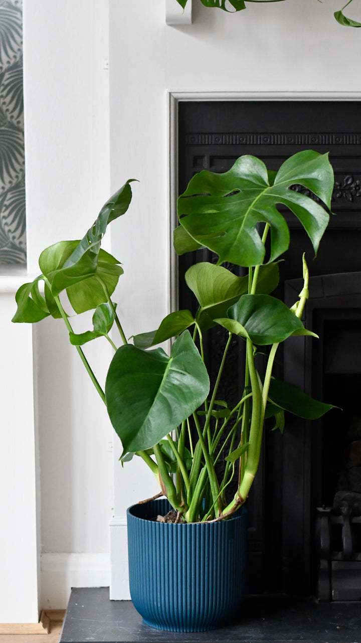 the sill monstera plant Monstera Deliciosa & Vibes Pot | Cheese Plant