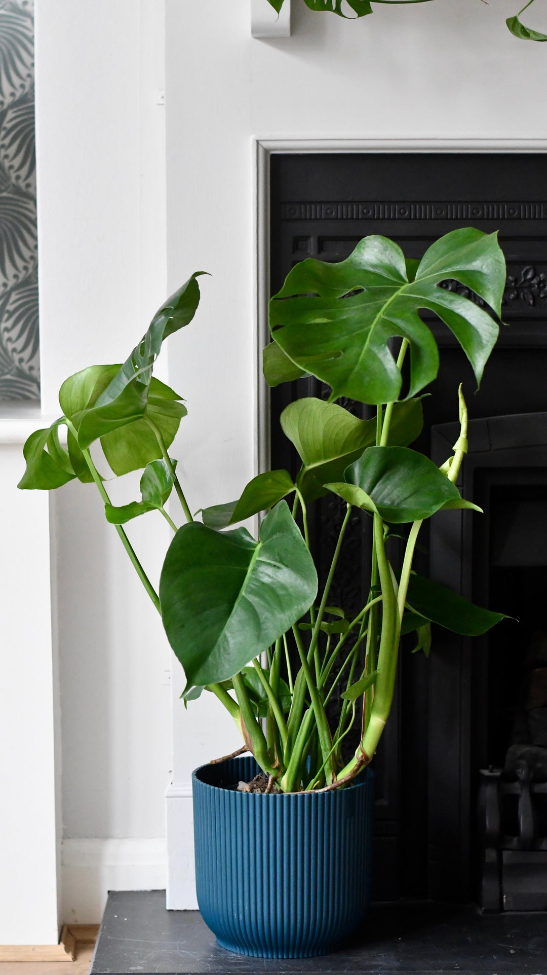 the sill large monstera deliciosa houseplants Monstera Deliciosa