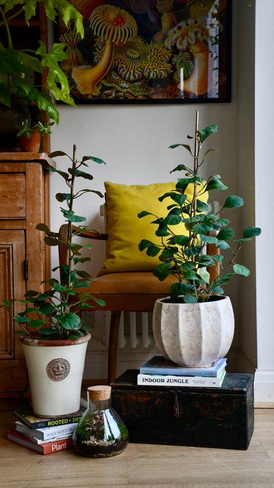 Ficus Deltoidea Olive