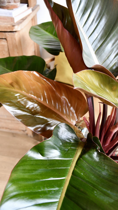 Philodendron Red Beauty