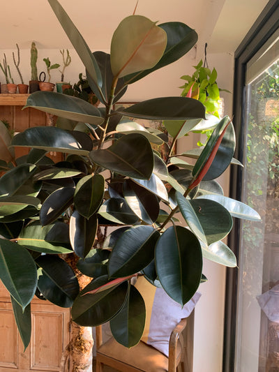Ficus Burgundy Tree - Rubber Fig