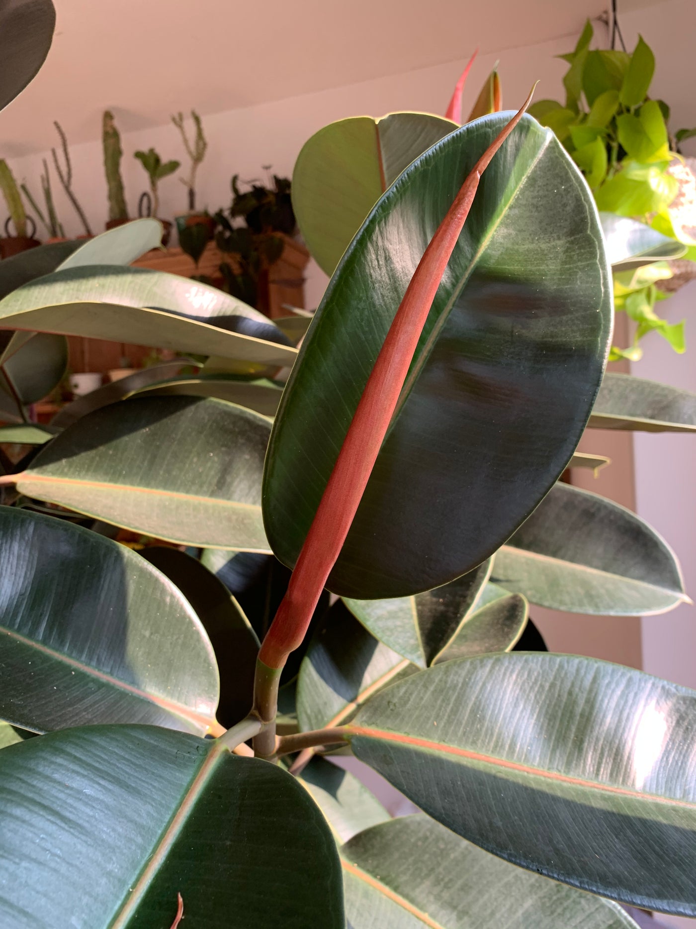 Ficus Burgundy Tree - Rubber Fig