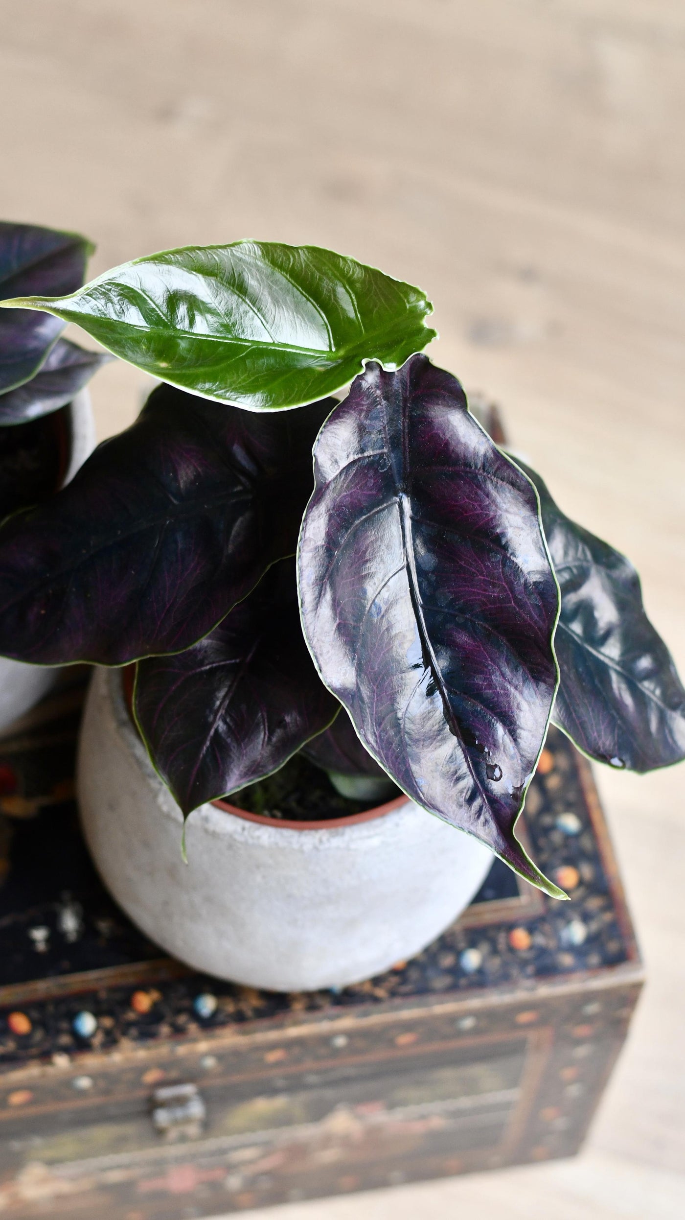 Alocasia Azlanii (Jewel Alocasia 'Red Mambo')