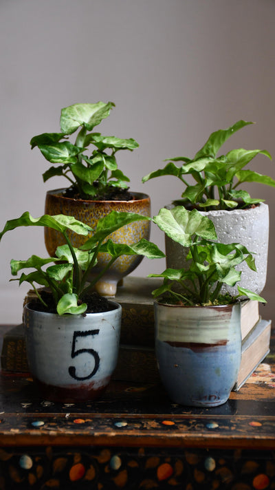 Baby Syngonium White Butterfly