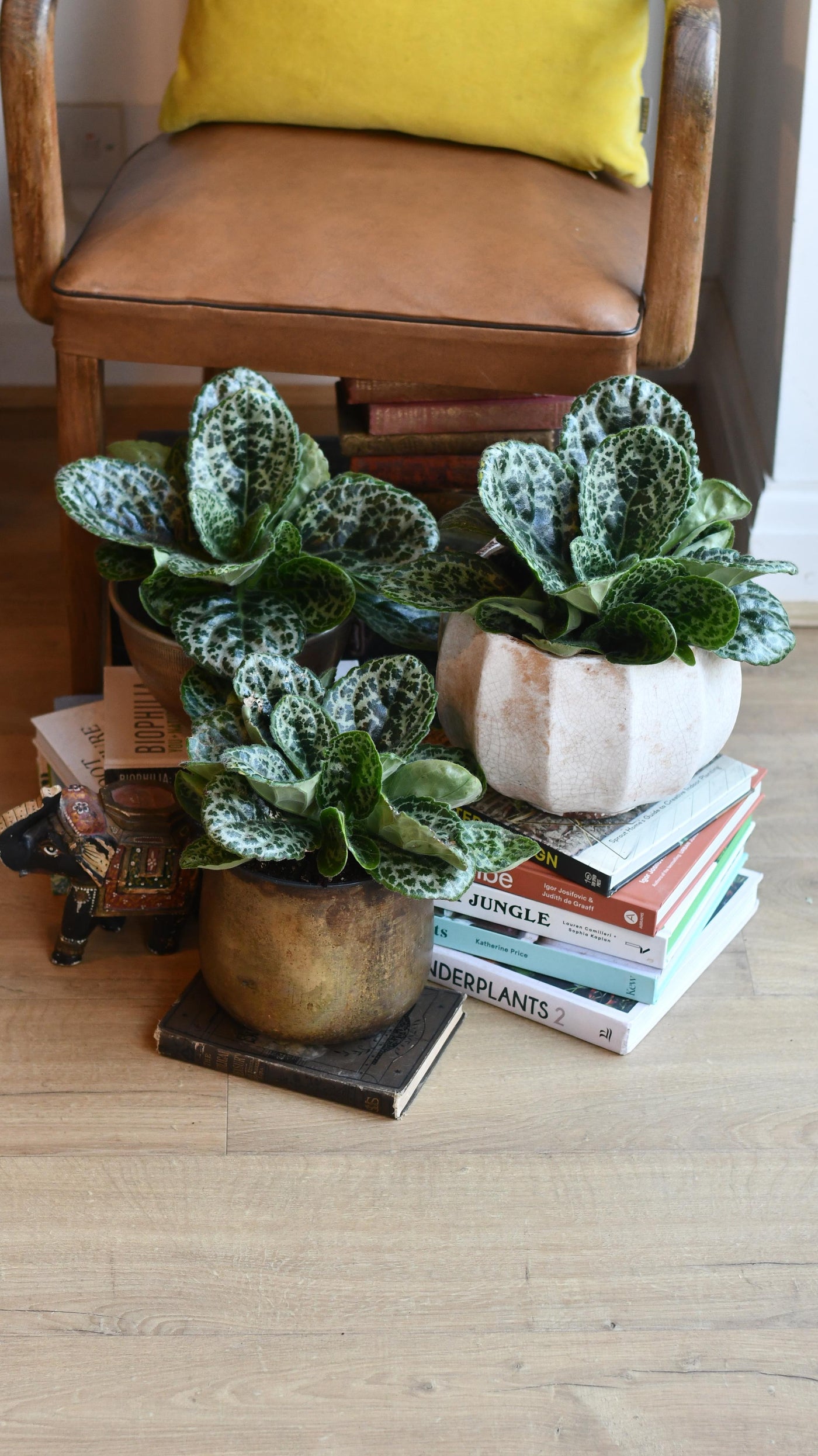 Streptocarpus Pretty Turtle