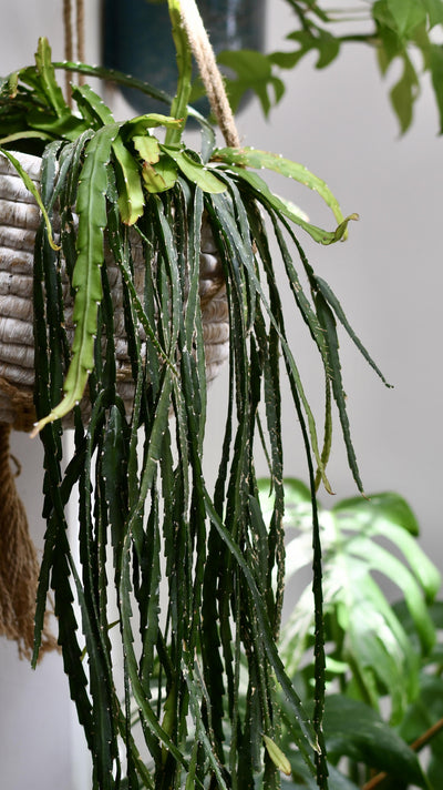 Lepismium cruciforme