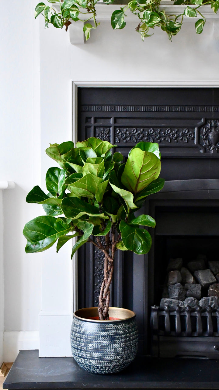 terrain fiddle leaf fig Fiddle Leaf Fig Tree & Tembesi Pot