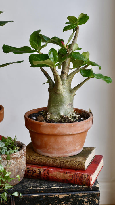 Large Adenium Baobab