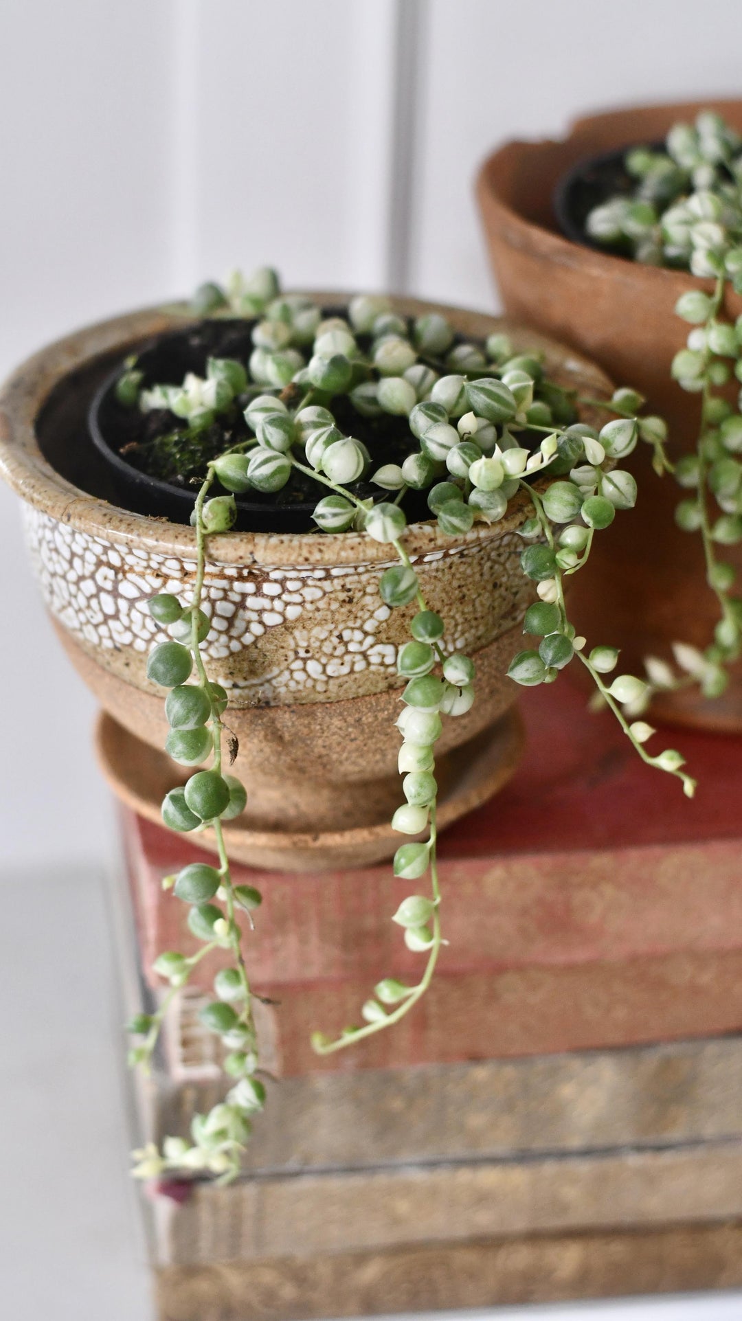 mother of pearls succulent Variegated String of Pearls | Rare Plant