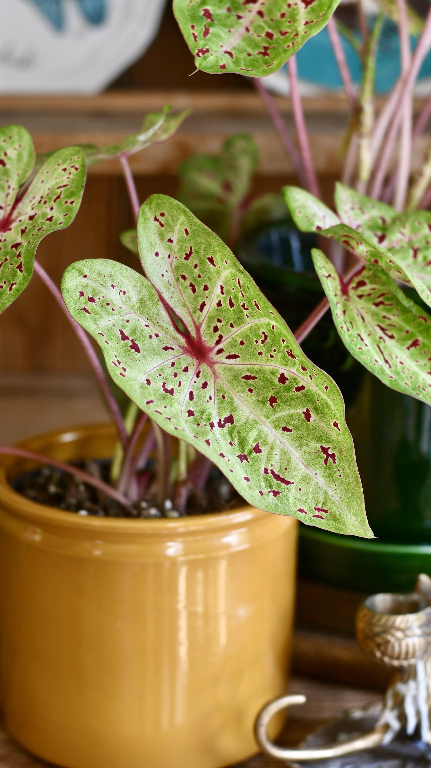 Caladium Miss Muffet