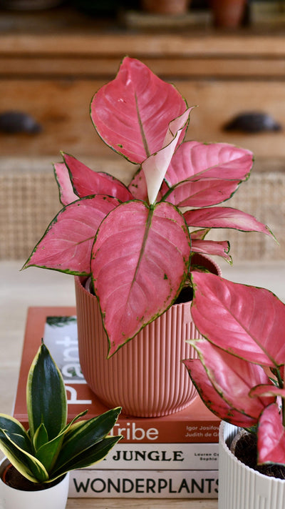 Aglaonema Pink Star and Vibes Pot