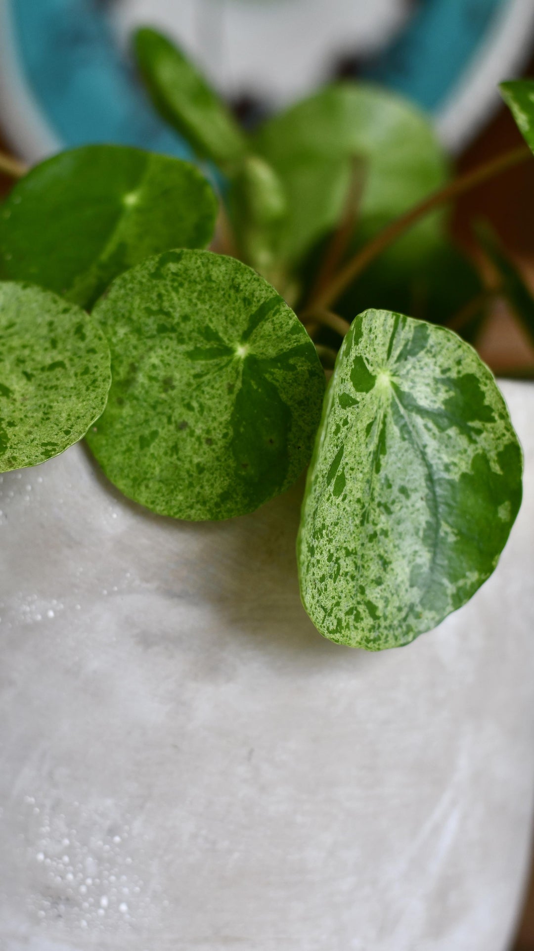 Variegated Pilea (Mojito) Peperomioides