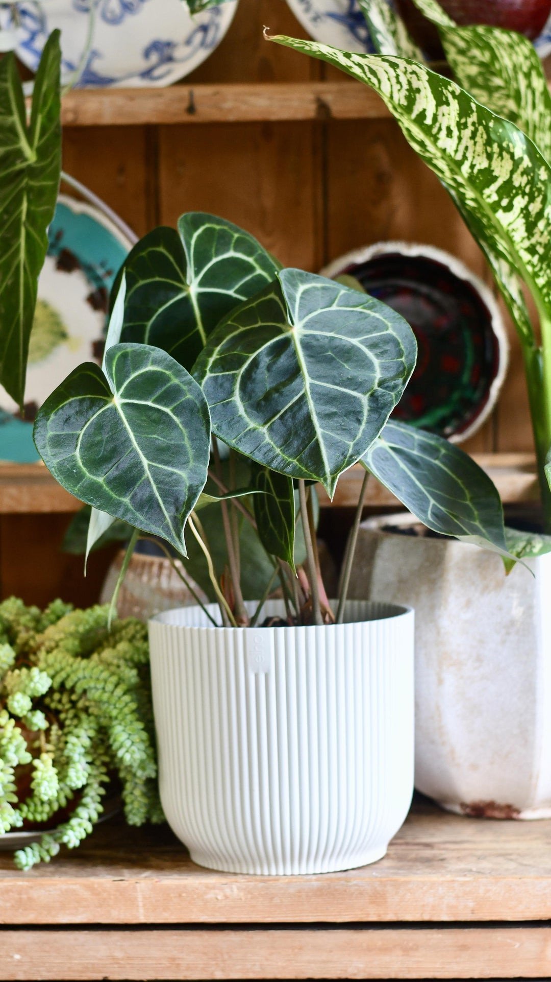 anthurium black winner Large Anthurium Clarinervium | Rare Indoor Plants