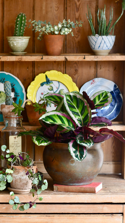 Calathea Roseopicta Angela - Prayer Plant