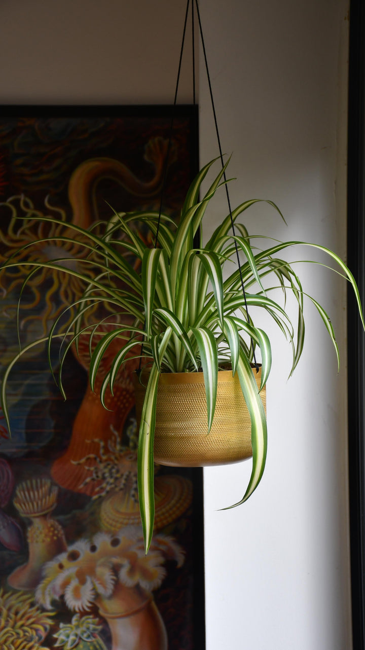 broad leaf spider plant Chlorophytum comosum, Spider Plant – Happy Houseplants