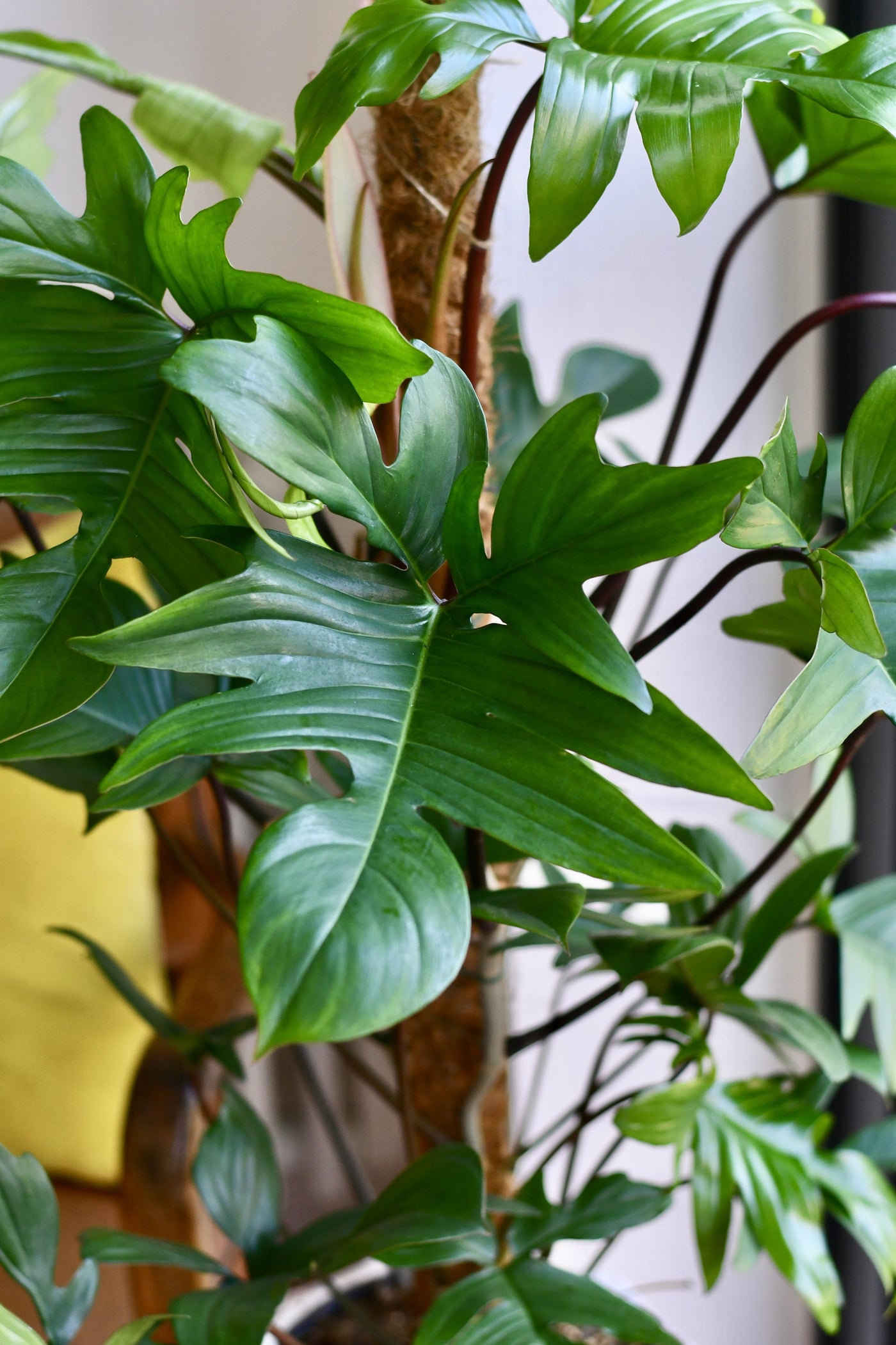 pedatum philodendron Philodendron Pedatum – Happy Houseplants