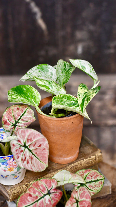 Baby Scindapsus Epipremnum Marble Queen