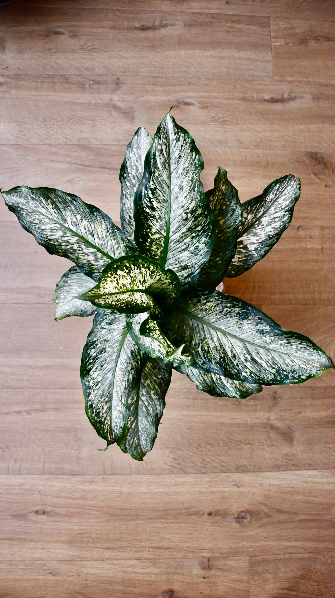 dieffenbachia maculata size Dieffenbachia Maculata Tiki