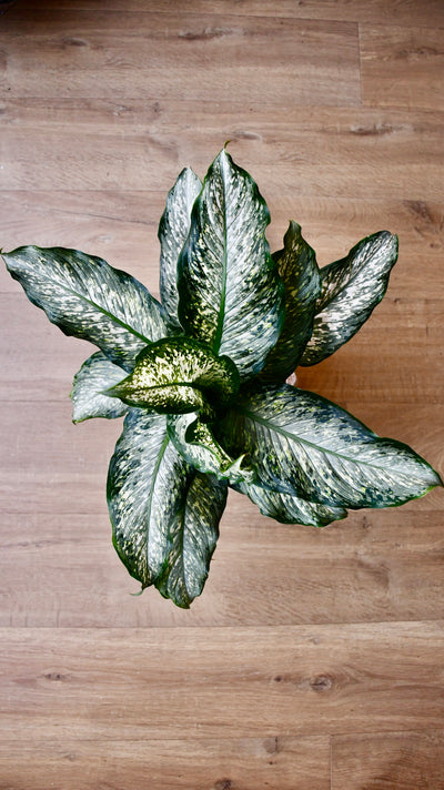 Dieffenbachia Maculata ‘Tiki’