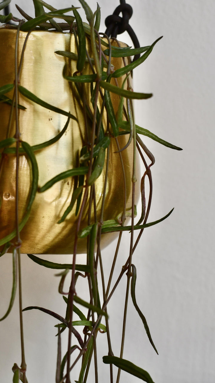 string of needles succulent Ceropegia Linearis | String of Needles