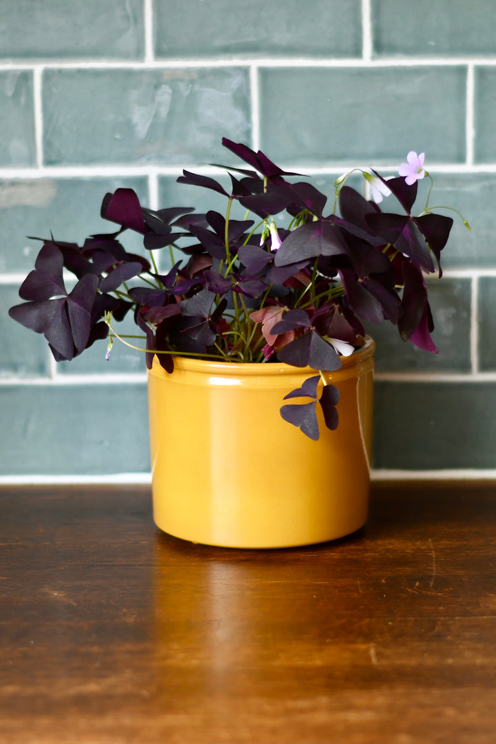 purple house plants uk Oxalis Triangularis