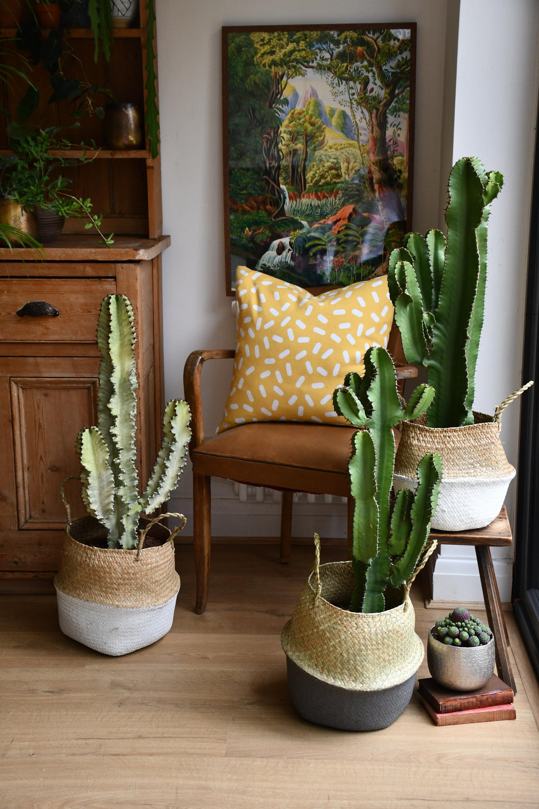 Cowboy Cactus - Euphorbia Ingens | London