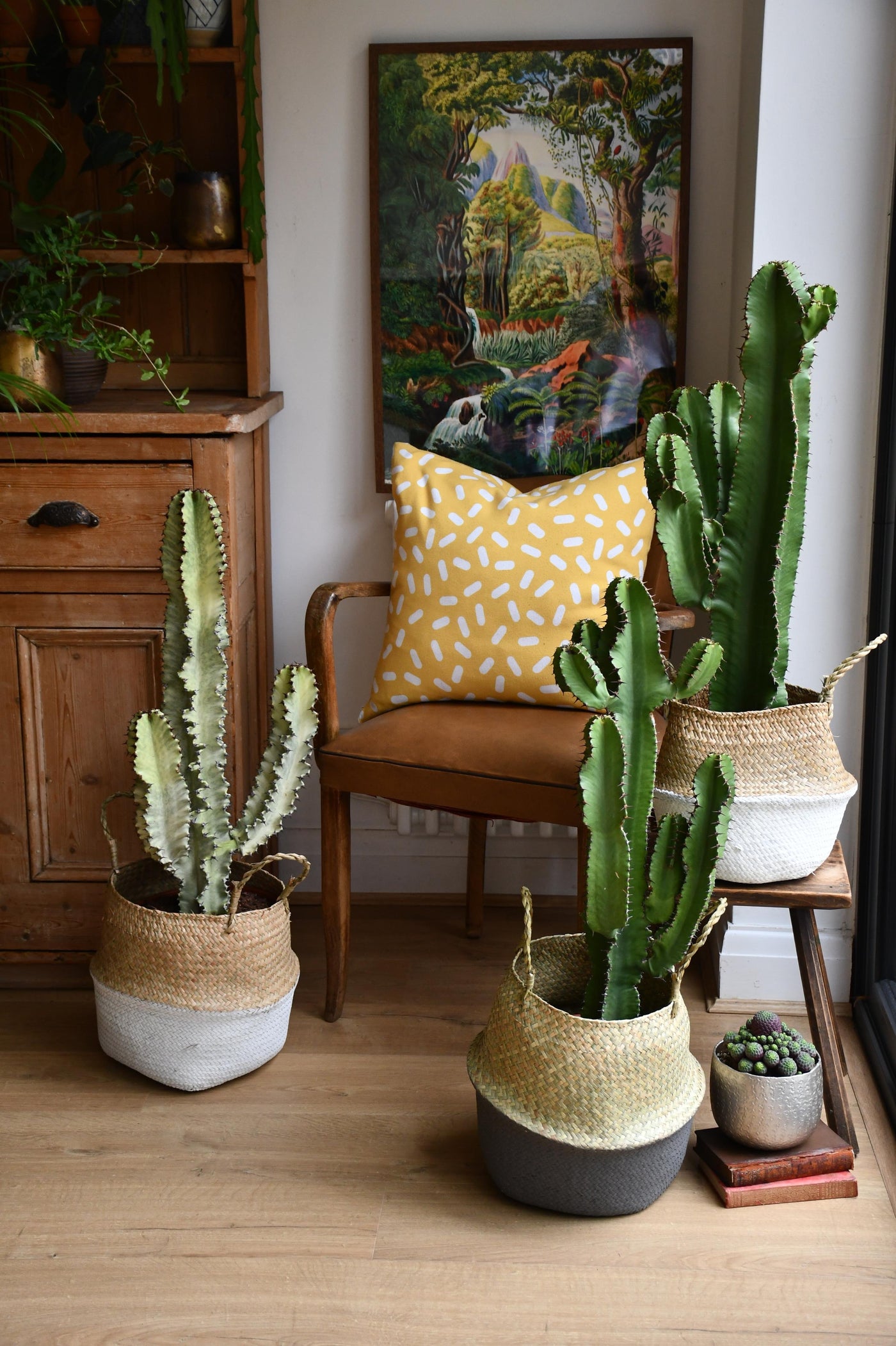 Euphorbia Ingens (Cowboy Cactus)