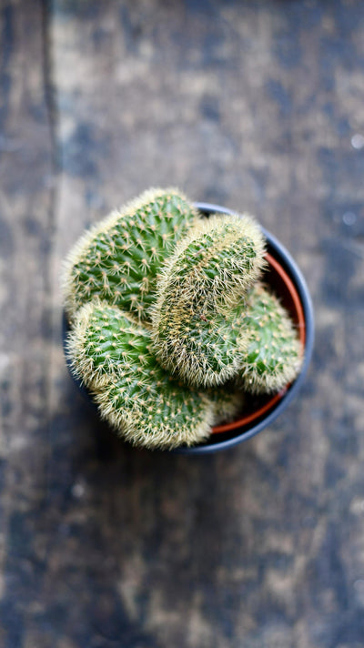 Baby Hildewintera Crestata & Pot