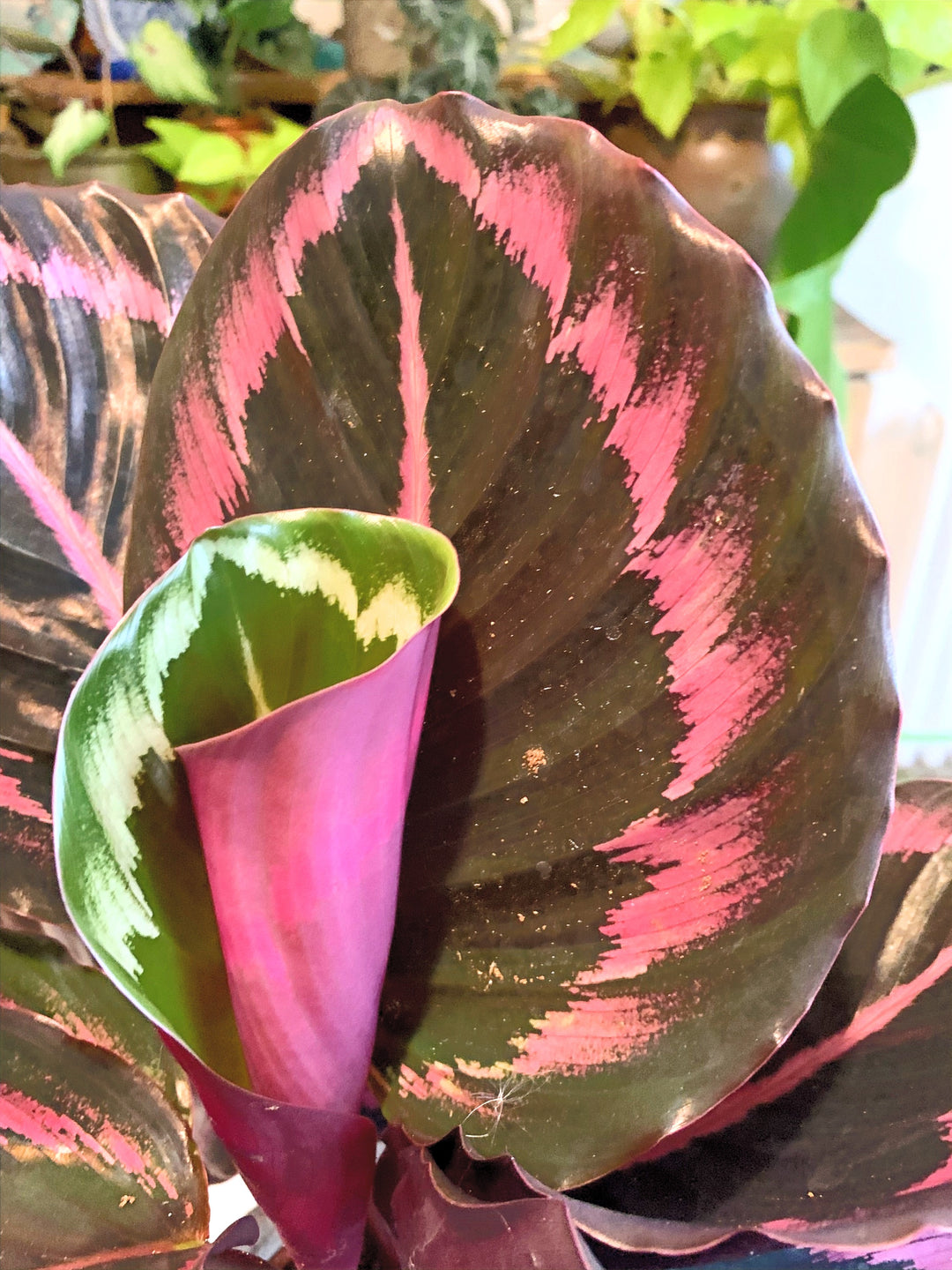 calathea prayer plant purple Calathea Roseopicta Purple – Happy Houseplants