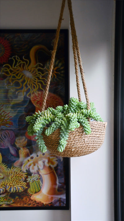 Hanging Sedum Burrito Burro's Tail (Sedum Morganianum)