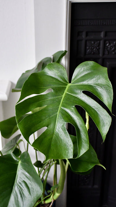 Monstera Deliciosa - Swiss Cheese Plant