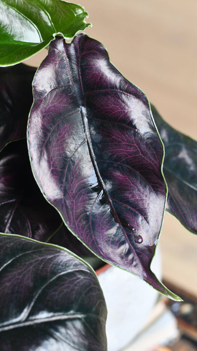 Alocasia Azlanii (Jewel Alocasia 'Red Mambo')