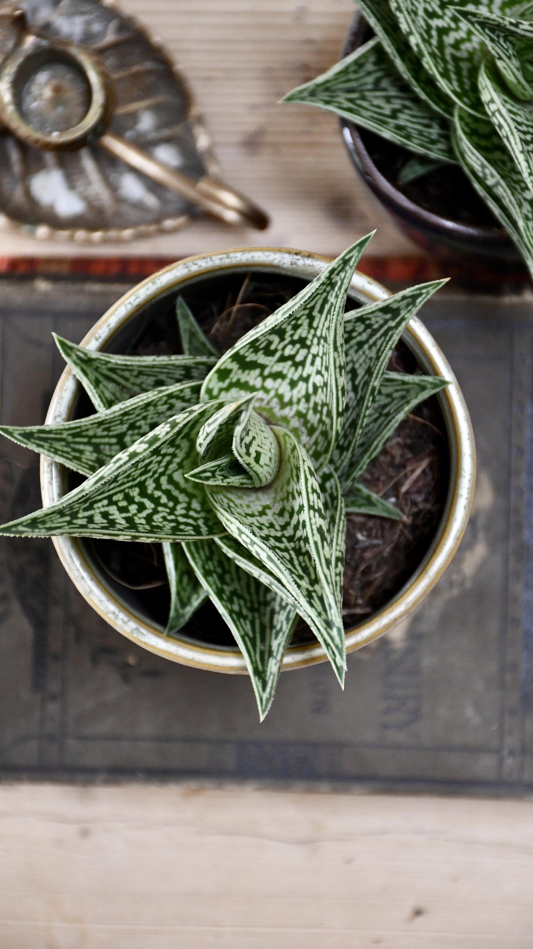 aloe variegata Aloe Variegata | Gonialoe Variegata