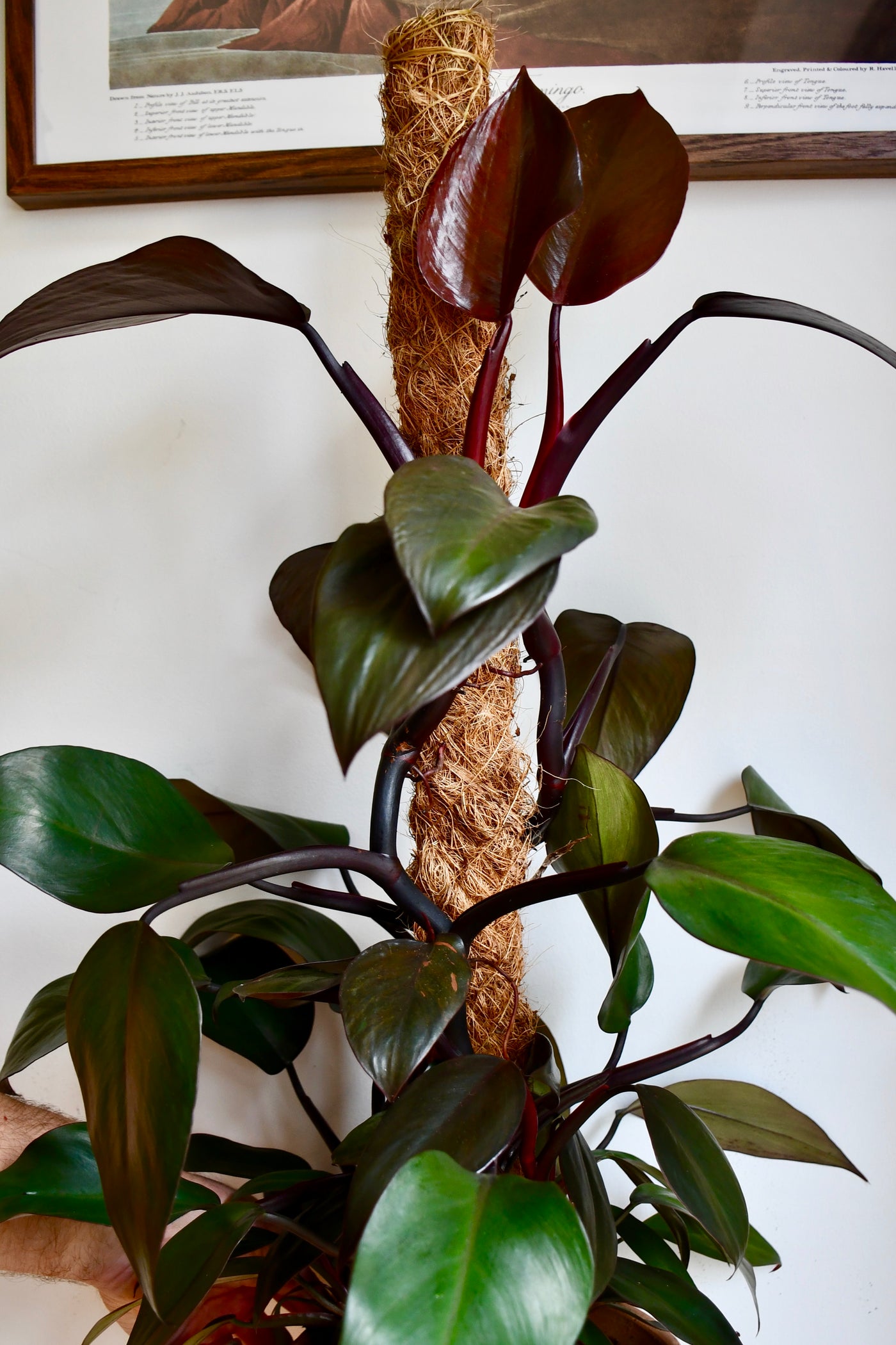 Philodendron Royal Queen