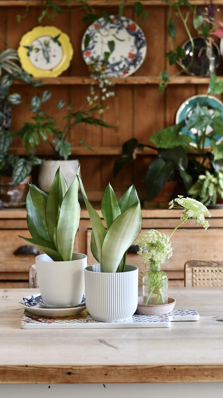sansevieria moonshine uk Sansevieria Trifasciata 'Moonshine' | Snake Plant