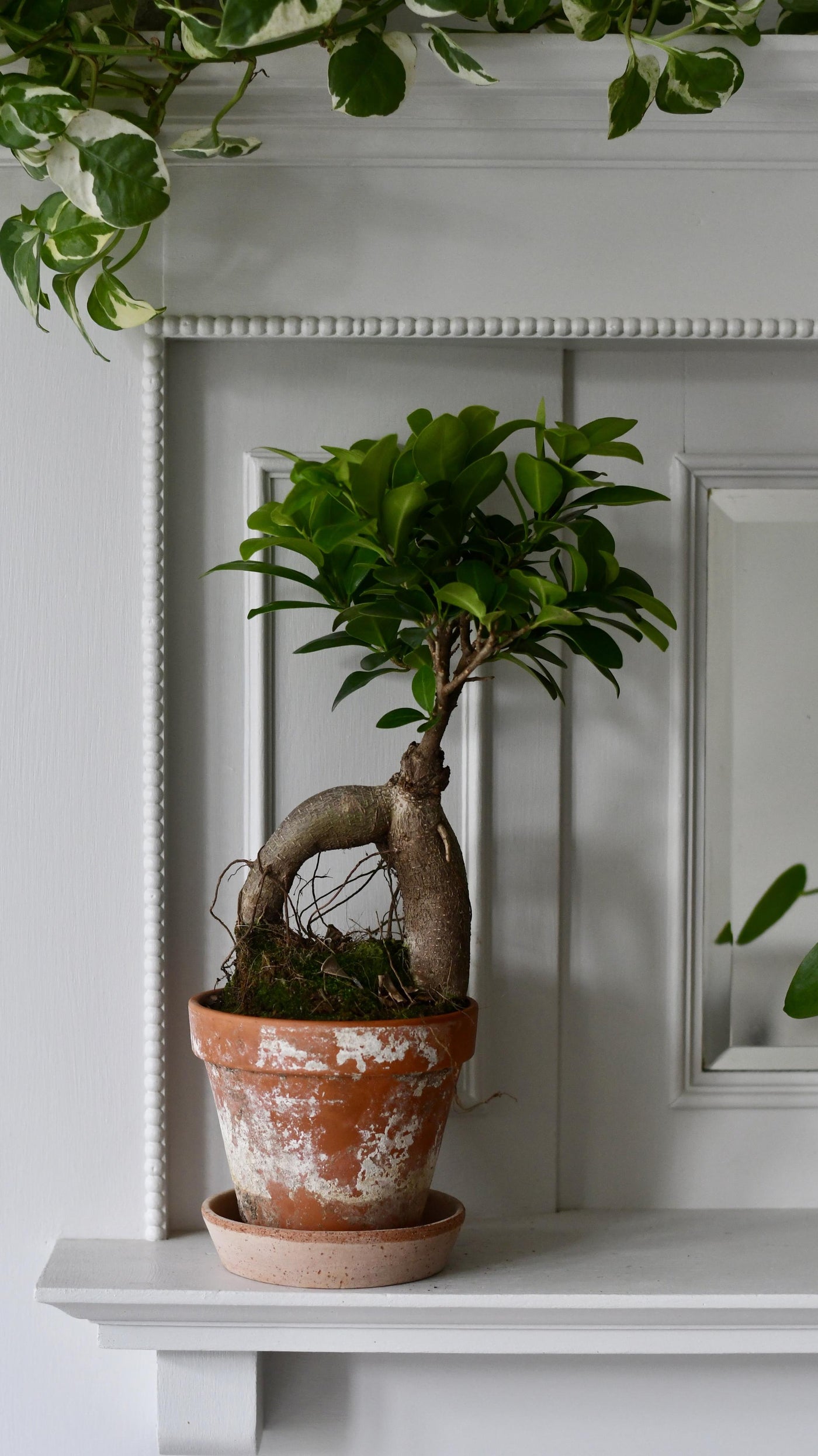 Ficus Retusa (Ginseng Bonsai Tree)