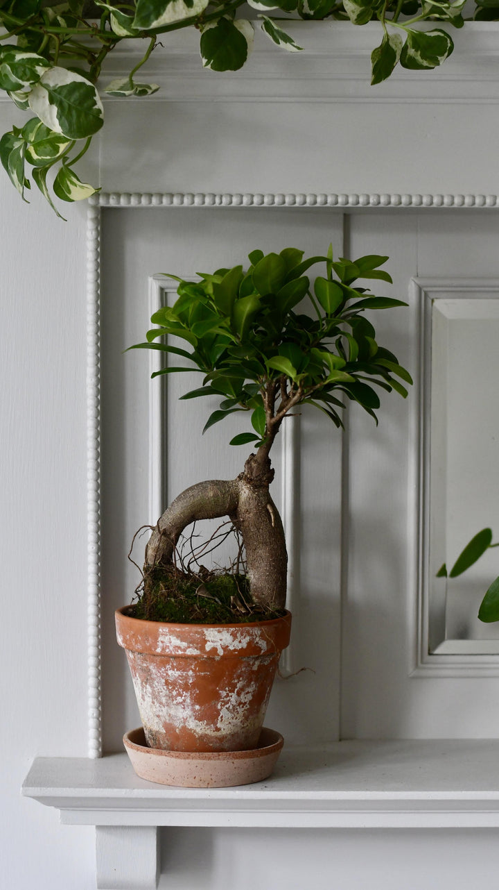 Ficus Retusa | Ginseng Bonsai Tree