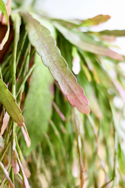 Rhipsalis Ramulosus - Red Coral