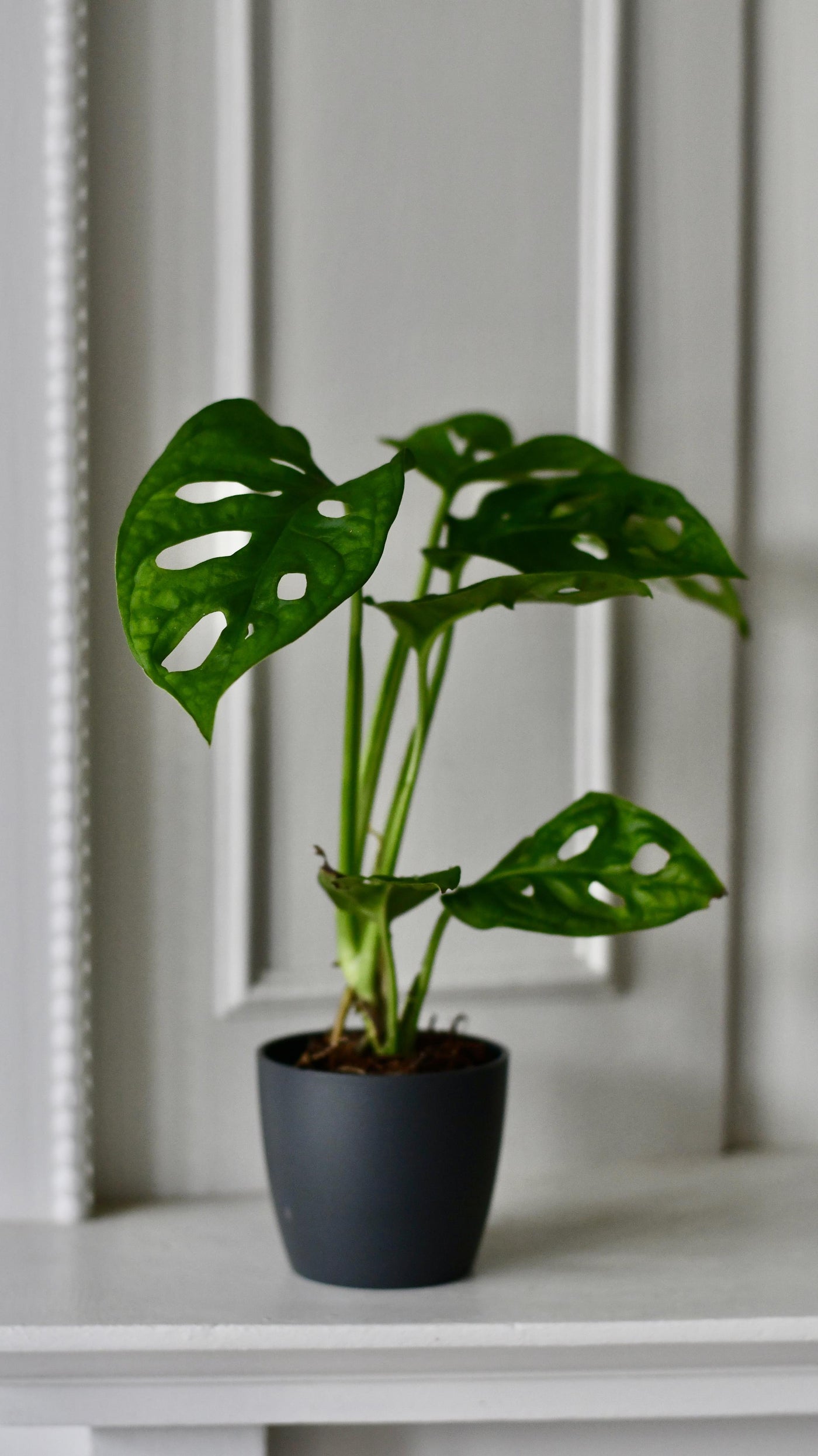 Baby Monstera Adansonii & Pot  | Monkey Mask | Mini Swiss cheese Plant