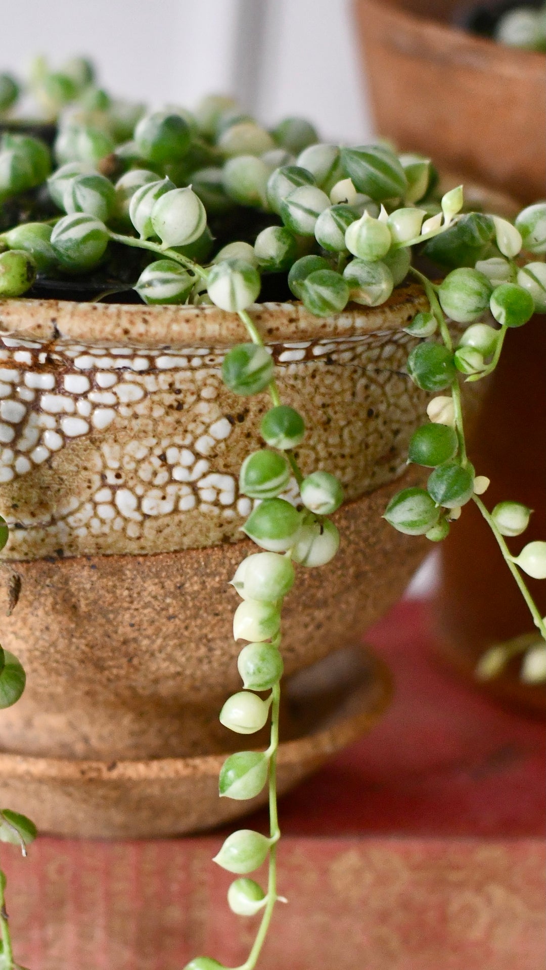 Variegated String of Pearls | Rare Plant