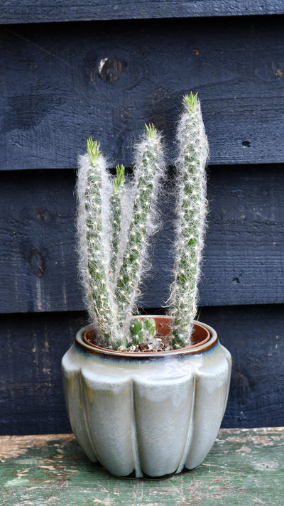 Opuntia Vestita Cristata *rare*