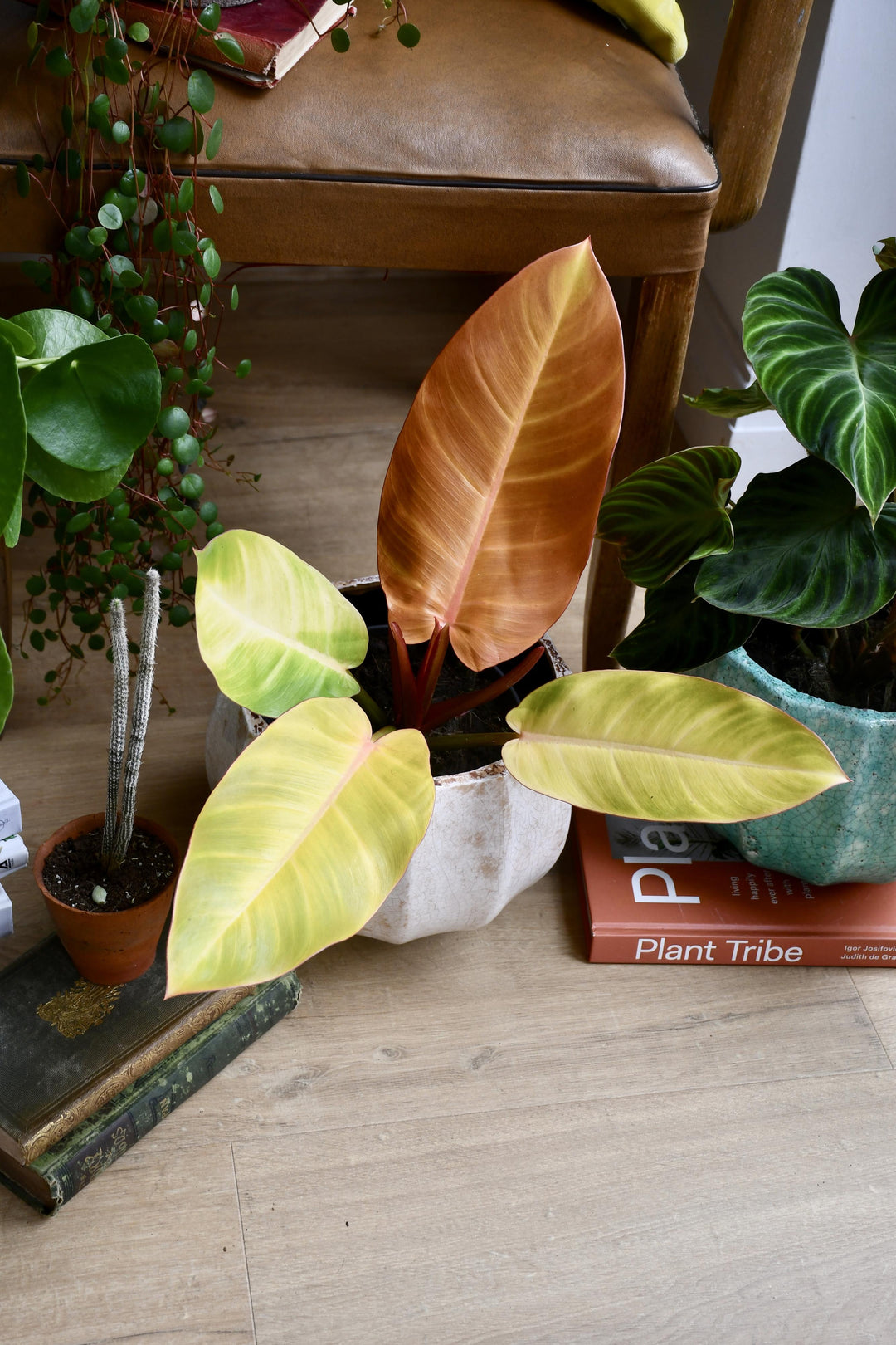 philodendron imperial gold vs prince of orange Philodendron Prince of Orange