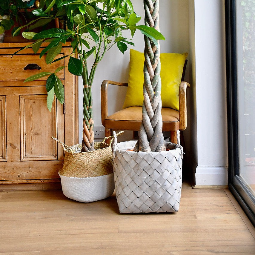 Large Natural Basket for Plants | Grey