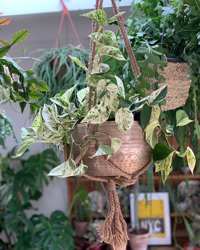 Epipremnum Marble Queen 'Super variegated'